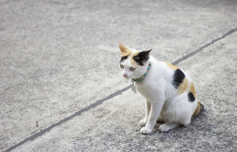 黑白相间的猫是瞌睡虫，瞌睡猫