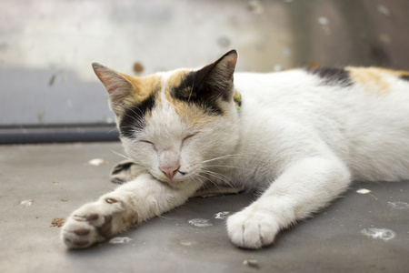 黑白相间的猫是瞌睡虫，瞌睡猫