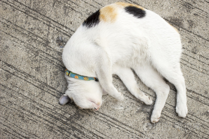 黑白相间的猫是瞌睡虫瞌睡猫