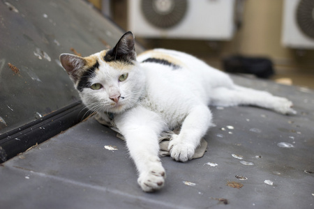 黑白相间的猫是瞌睡虫，瞌睡猫