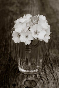 花束报春花在玻璃酒杯在一个古老的木板在裂缝。黑白照片