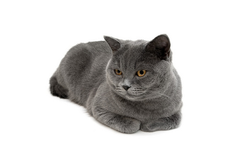 灰蓝色白色猫灰猫躺在白色的背景特写照片