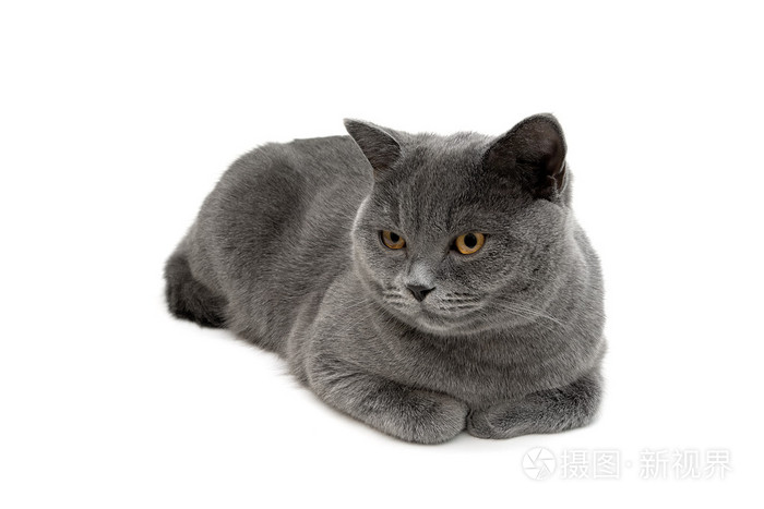 灰白猫品种图图片