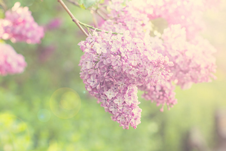 春天淡紫色的花朵