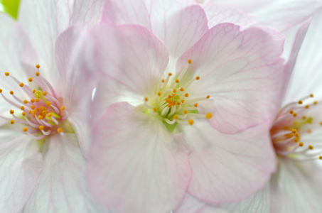 樱花，日本著名花