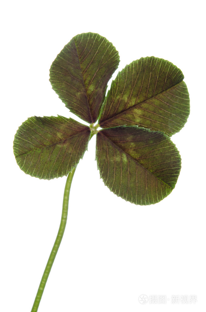 四叶三叶草孤立在白色背景上的好运气