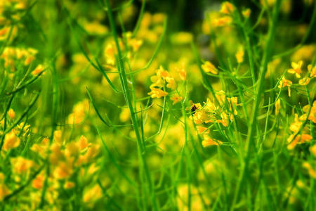 黄色花卉领域的宏观细节