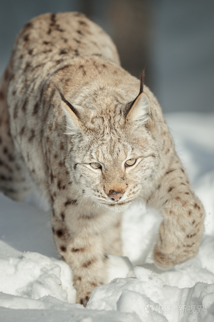 在雪中的欧亚猞猁