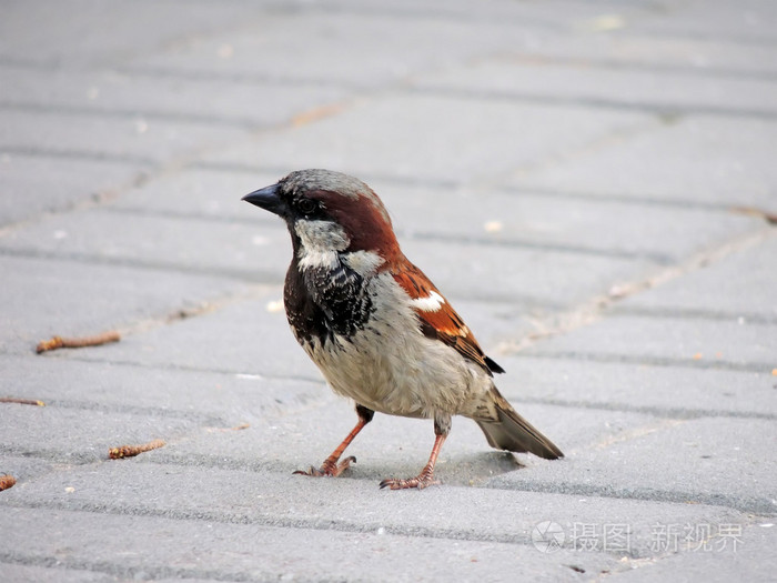 男家麻雀或在人行道上的路人家照片 正版商用图片1n0ua1 摄图新视界
