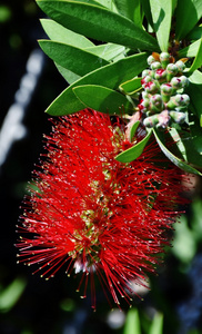 红色 bottlebrush 花