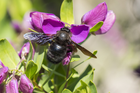 Xylocopa 大黄蜂授粉远志 Myrtifolia