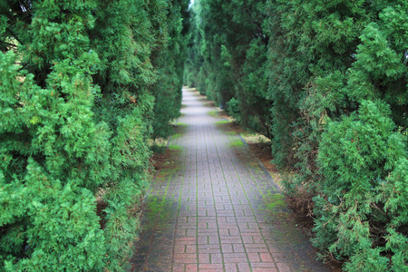 穿过绿树的隧道的道路