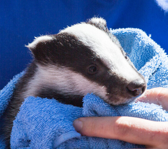 成为孤儿在橡皮布的孤儿的獾崽照片