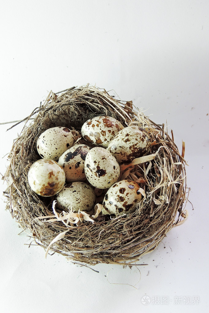 鹌鹑蛋巢