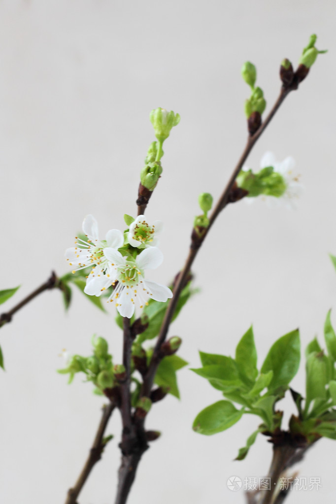 盛开的樱花树枝