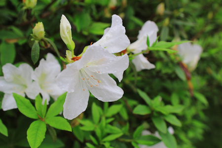 美丽的粉红色杜鹃花