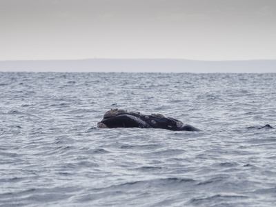 南露脊鲸