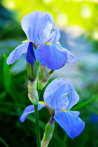 花园里的蓝色鸢尾花