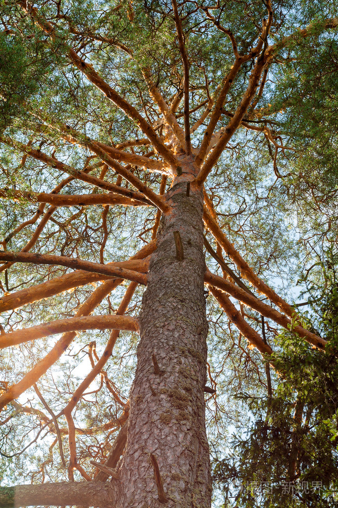 松树在夏天阳光明媚的日子底部视图