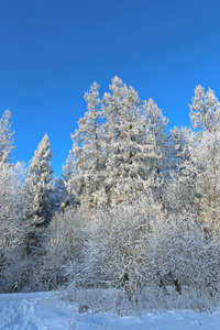 白雪覆盖的树木景观是云杉和白桦