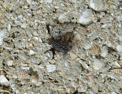 大苍蝇，白色条纹坐在一堵墙上。 两种有翅膀的昆虫清除和兜售微生物。