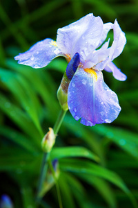 花园里的蓝色鸢尾花