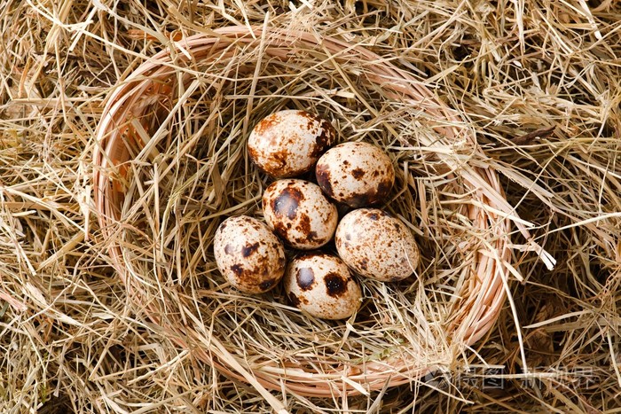 顶视图上稻草窝与五个鹌鹑蛋