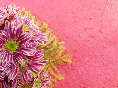 美丽的粉红色菊花鲜花花束与空间背景