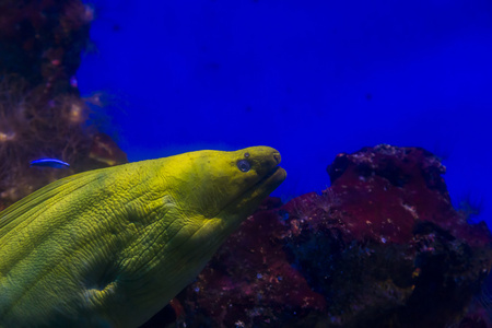 在水族馆的马里