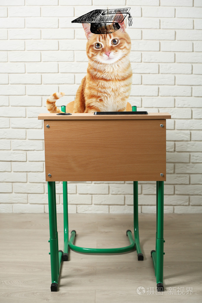 猫坐在一张课桌