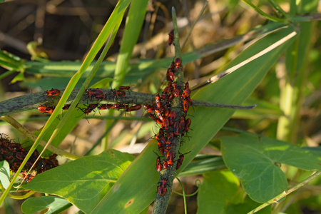 火虫萤火虫并向后行走. 春天自然火虫红虫宏. 草地上的红色虫子.照片