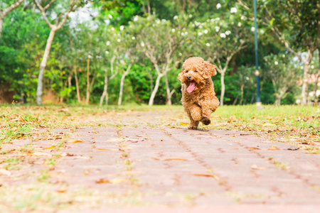 活跃的贵宾犬纯种狗跑步和锻炼在公园