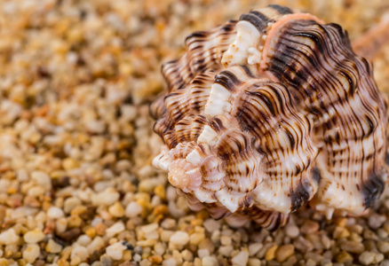 海边沙滩上的贝壳。夏季海滩背景。顶视图