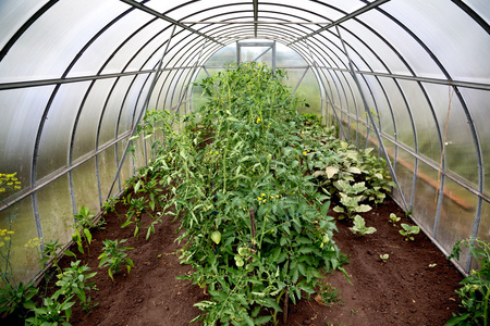 日光温室番茄植株