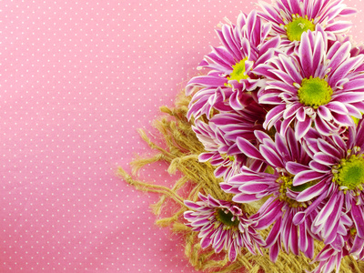 美丽的粉红色菊花鲜花花束与空间背景