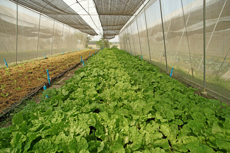 有机生菜小白菜栽培温室照片 正版商用图片1n1a3k 摄图新视界 有机生菜小白菜栽培温室照片 正版商用图片1n1a3k 摄图新视界