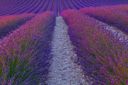 美丽的颜色，紫色附近 Valensole，普罗旺斯的薰衣草田