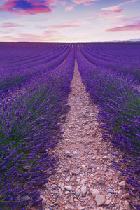 美丽的颜色，紫色附近 Valensole，普罗旺斯的薰衣草田