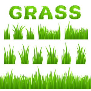 草在白色背景上隔离设置的纹理设计元素。收集早春绿草
