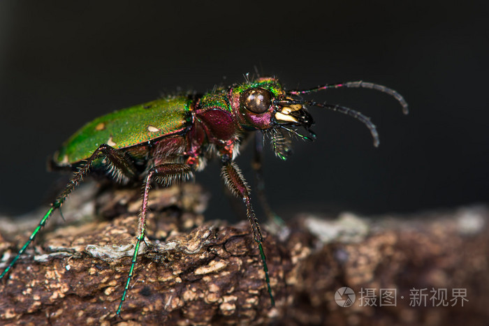 绿色虎甲虫 cicindela 白菜 配置文件