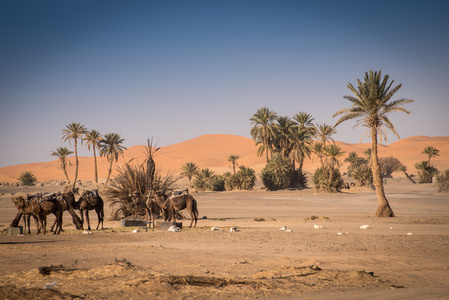 在 Hassilabied，Erg ，Moroco 绿洲