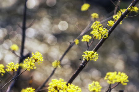 山茱萸厚朴花春天开花