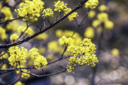 山茱萸厚朴花春天开花