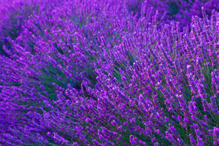 美丽的颜色，紫色附近 Valensole，普罗旺斯的薰衣草田