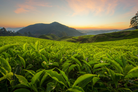 马来西亚金马伦高原的茶园