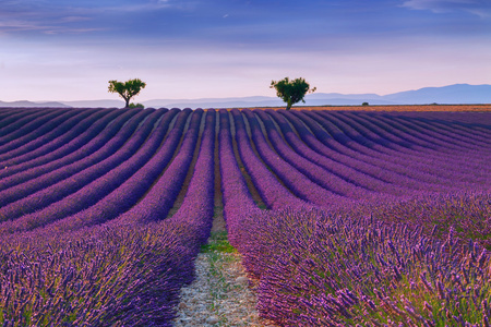 美丽的颜色，紫色附近 Valensole，普罗旺斯的薰衣草田