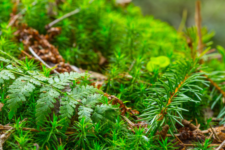 美丽的特写绿色植物背景