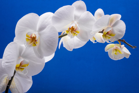明亮的颜色上孤立的白色兰花