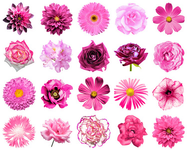 混拼贴的自然和超现实的粉红色花 20 在 1  牡丹 大丽花 报春 紫菀 雏菊 玫瑰 非洲菊 丁香 菊花 矢