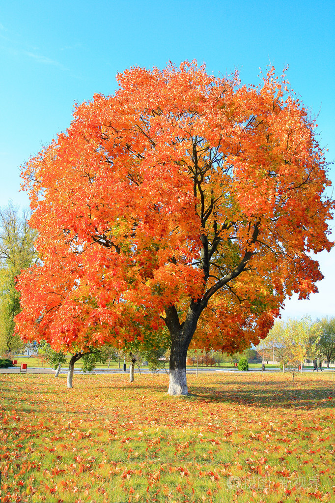 树上的黄色秋叶